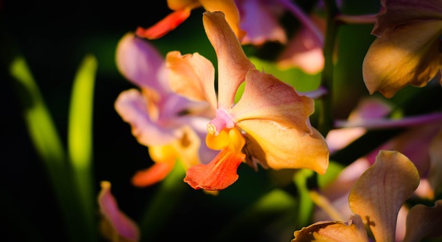 Free Flower Nature photo and picture