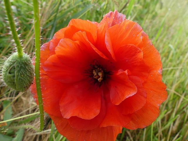 Planter, Blomst, Valmue