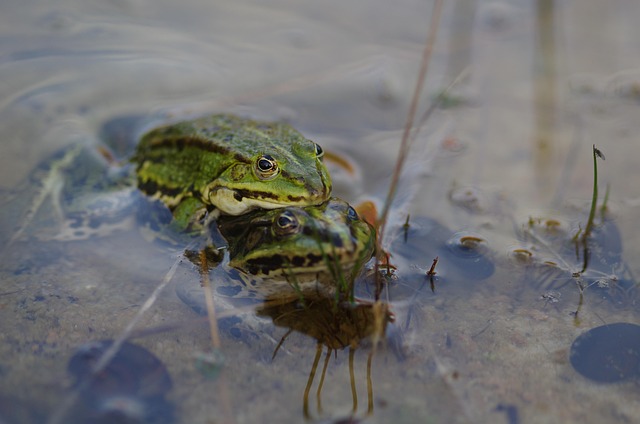 Natur, Dam, Frø