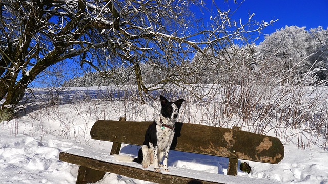 Vinter, Dyr, Sne, Kæledyr, Natur, Hund