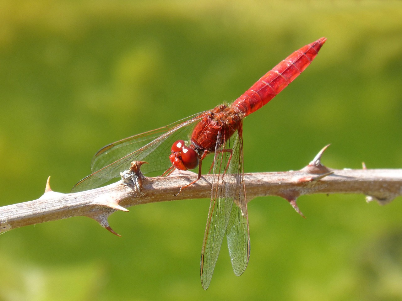 dragonfly-r-d-guldsmed-crocothemis-gratis-foto-p-pixabay-pixabay