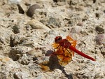 dragonfly, red dragonfly, trithemis kirbyi