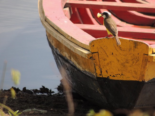 Free Boat Bird photo and picture
