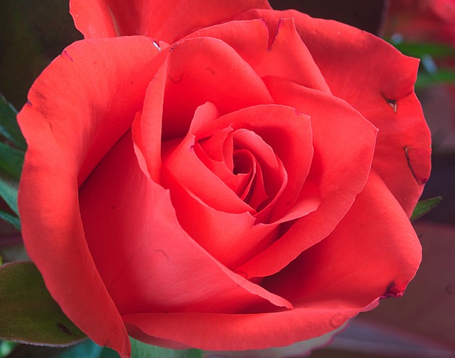 Roses Rouges Photo À Imprimer Rose Rouge Fleur - Photo gratuite sur Pixabay - Pixabay