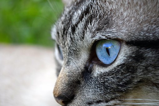 Gato, Olho, Bicho De Estimação, Animal