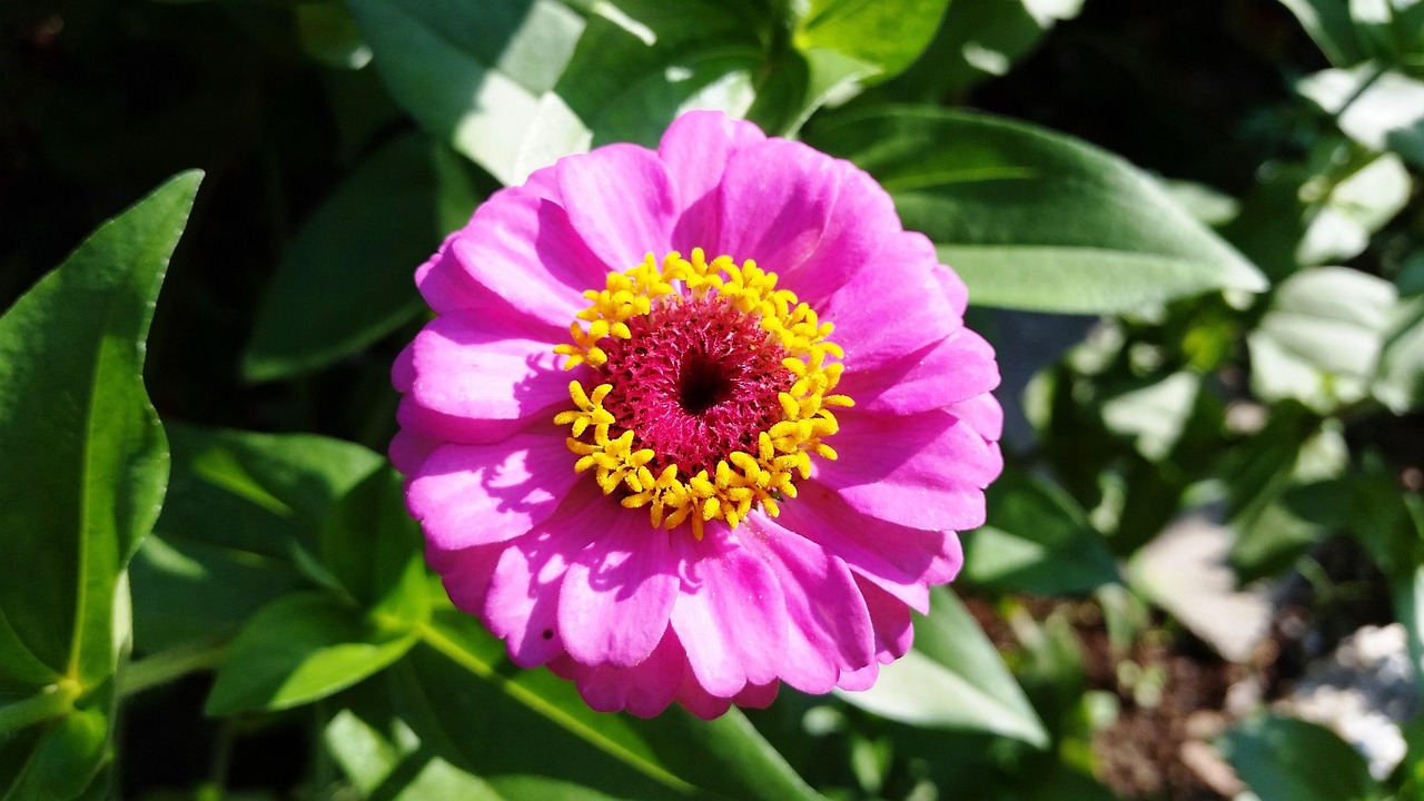 flower-2701027_1280.jpg