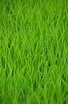 green, rice, rice field