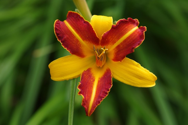 Natur, Blomst Tapet, Blomst Baggrund