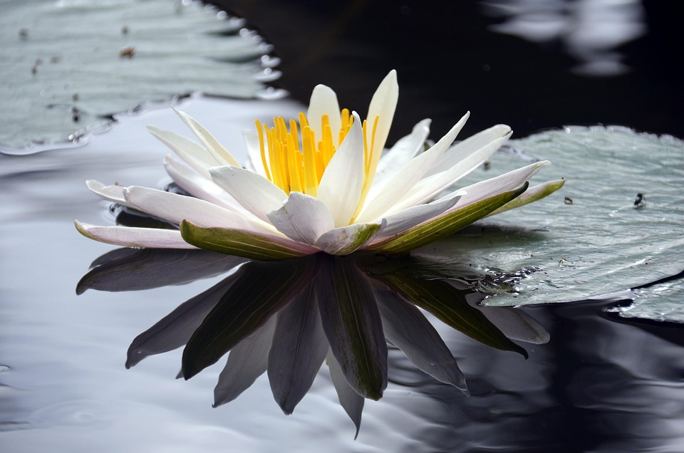 L'eau plante I I étang Plante étiage ressemble à notre Nénuphar. Lotus-Fleur L'eau plante I I étang Plante étiage ressemble à notre Nénuphar. Lotus-Fleur