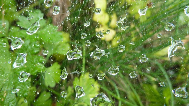 Free Spider Web Nature photo and picture