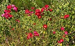 rosebush, rose hedge, heck roses