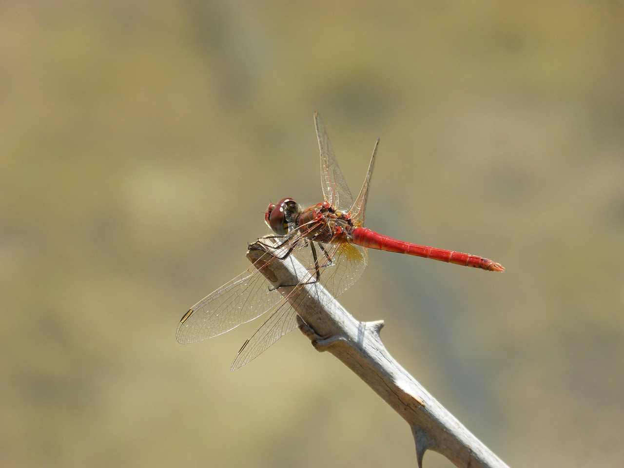 Red Dragonfly Branch Thorns - Free photo on Pixabay - Pixabay