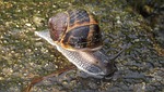 snail, rain, nature