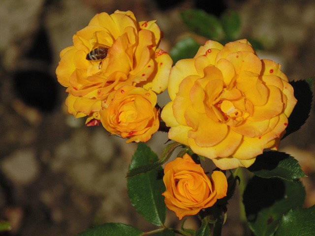 Free Rose Nature photo and picture