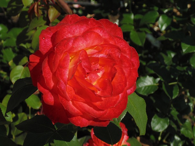 Free Rose Beautiful Flowers photo and picture