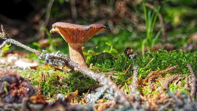 Paddestoel, Paddestoelen, Nest, Bos