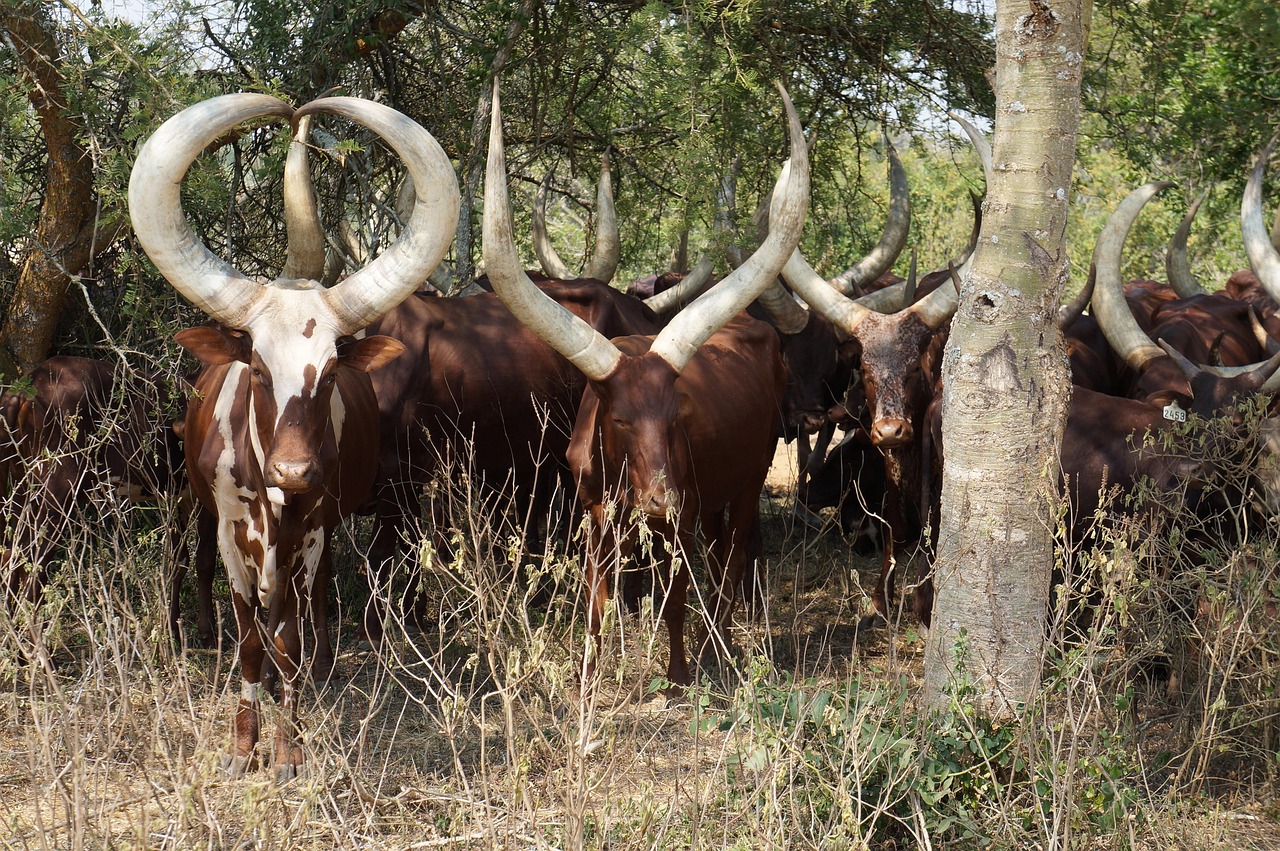 Uganda Cattle Ankole Big Free Photo On Pixabay Pixabay