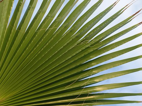 Palma De Abanico, Naturaleza, Sale De