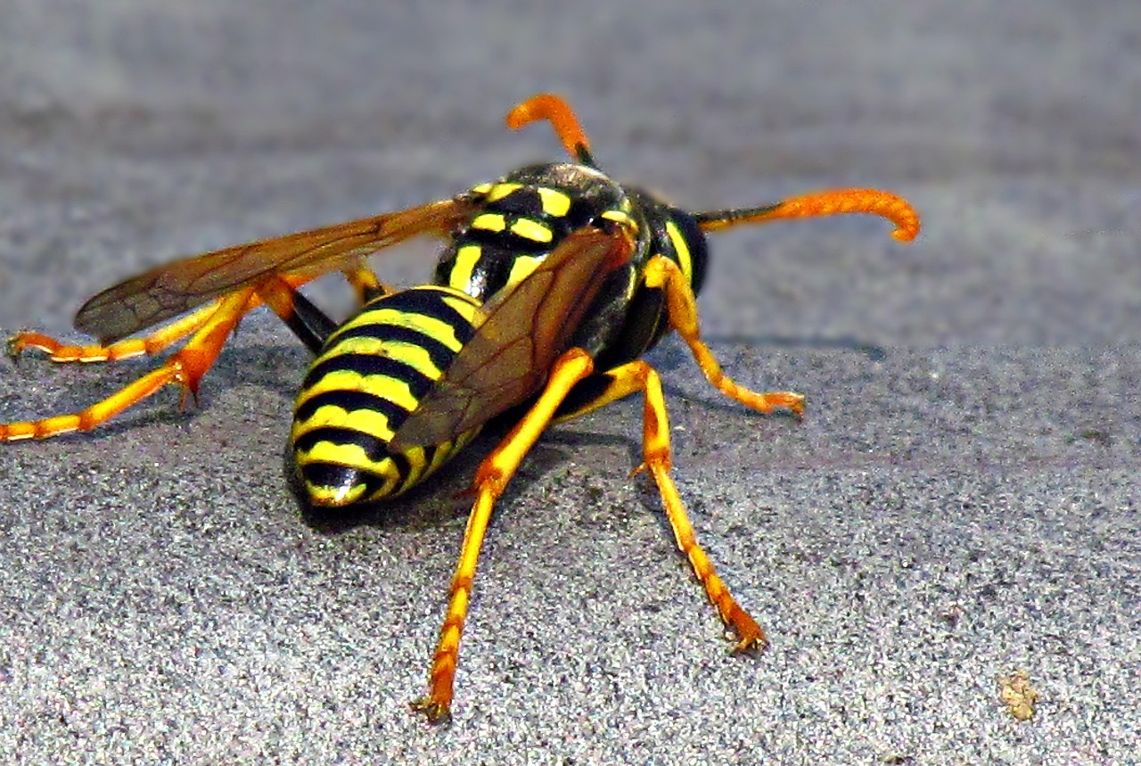 Insect Strips Yellow - Free photo on Pixabay - Pixabay