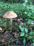 mushroom, tucholskie, mushrooms