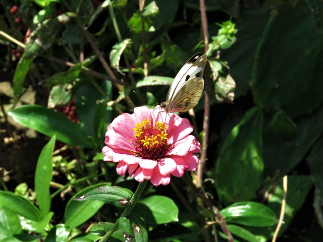 butterfly, butterfly on flower, pink flower