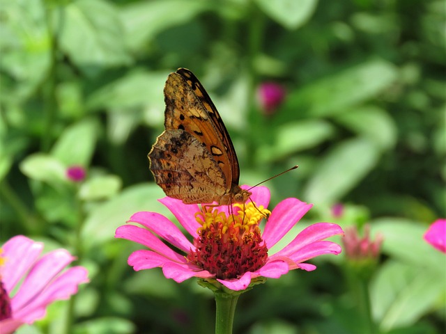butterfly, butterfly on flower, pink flower