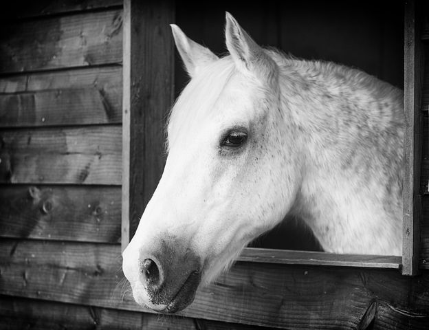600+ Free Horse Racing & Horse Images