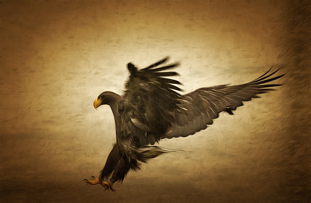 Free sea eagle hunting raids illustration