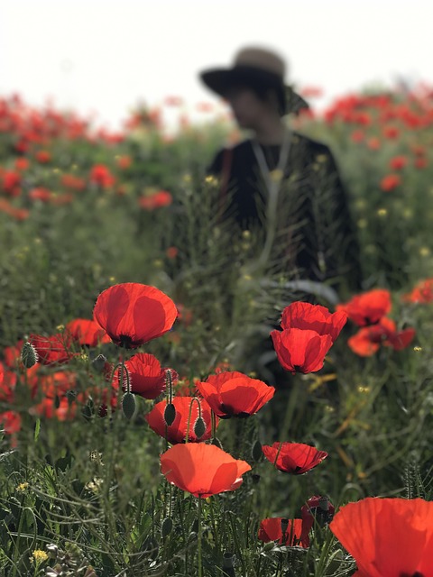 Free Poppies The Imaginary Of The People photo and picture