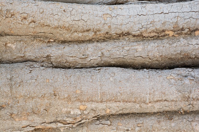 Free Tree Bark photo and picture