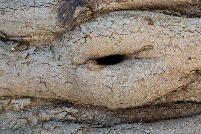 Free Tree Trunk photo and picture