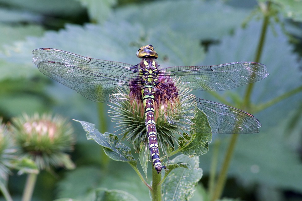Hawker Insect Dragonfly Hawker Insect - Free photo on Pixabay