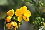 senna plant, blossom, bloom