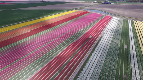 Blomsterløg, Pærefelt, Pære Vokser