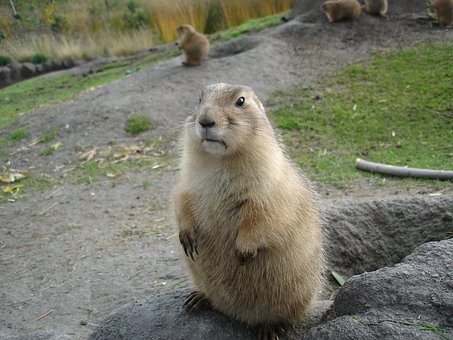 Murmeldyr, Dyr, Natur, Zoo