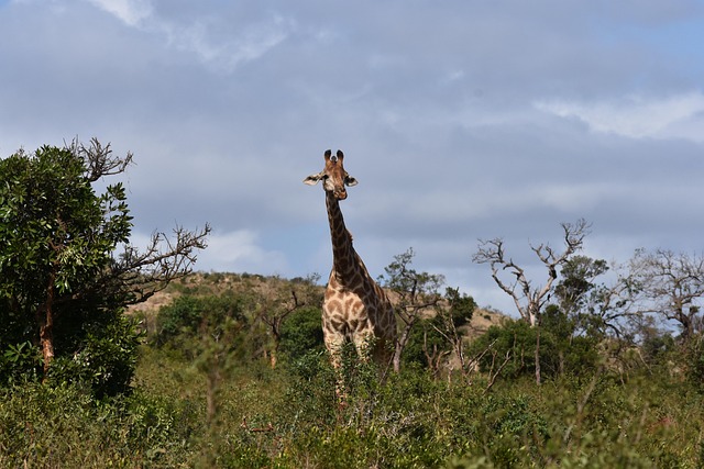 Free Giraffe South Africa photo and picture
