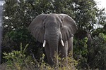 elephant, south africa, wild animals