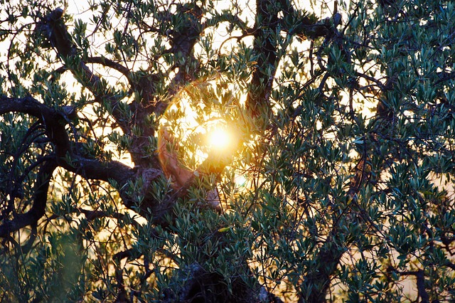 Free Olive Tree Evening Sun photo and picture