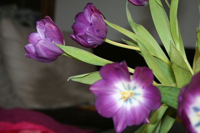 Free Tulip Purple photo and picture