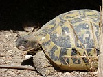 mediterranean tortoise, hideout, protected species