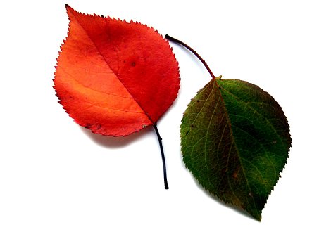 Herbst, Laub, Herbstlaub, Orange, Grün