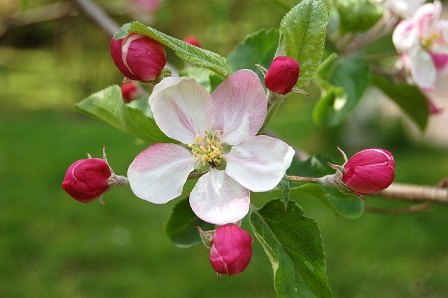 Apfelblüte, Blüte, Baumblüte