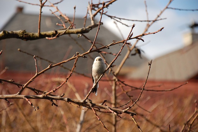 Schwanzmeise, Natur, Vogel