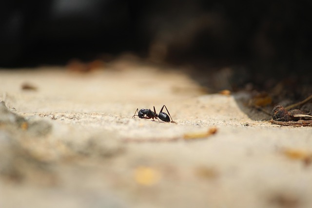 Free Formicidae Ant photo and picture