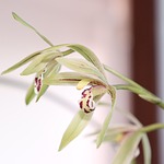 orchid, flower, white