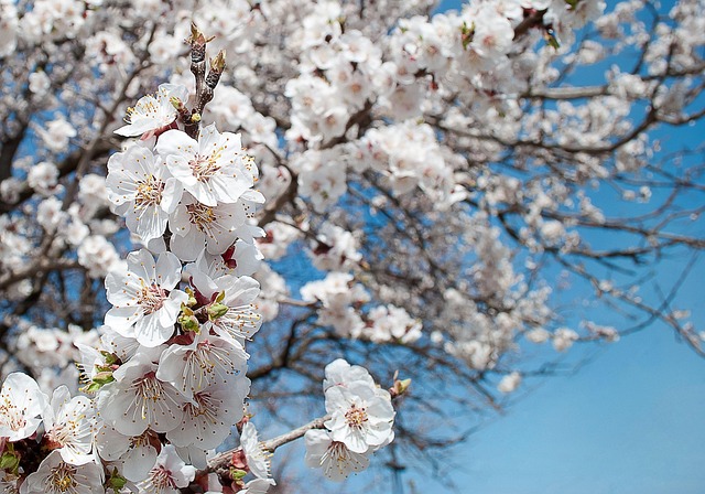 Free Flowers Petals photo and picture
