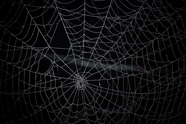 Free Web Network photo and picture