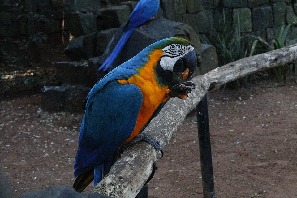 Arara Blau Kostenloses Foto auf Pixabay