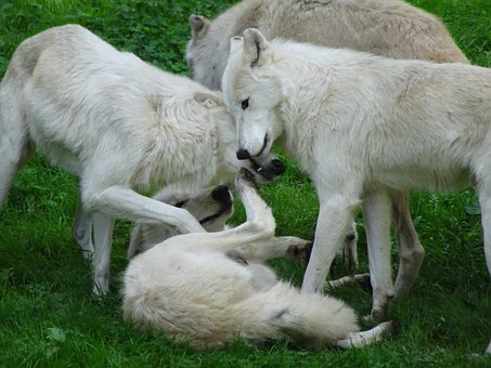 White, Wolves, Pack, Nice, Animals