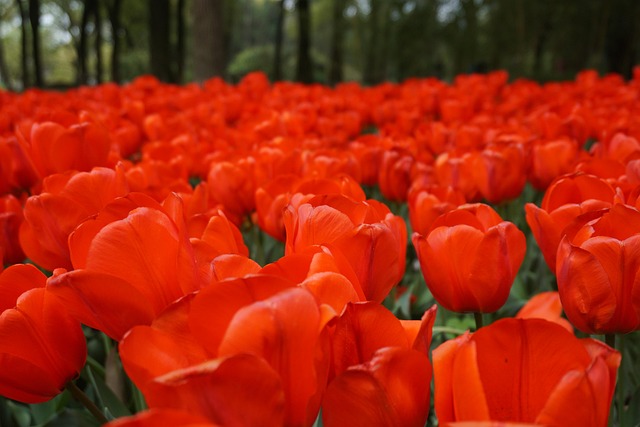 Free Flowers Flower Background photo and picture